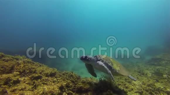 海龟绿海龟游泳平静的蓝海海水海龟海洋生物视频的预览图