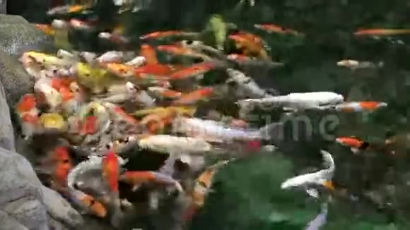 用锦鲤精心装饰的人工池塘视频的预览图