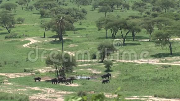 非洲象犊与牛群一起放牧视频的预览图