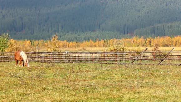 棕色的马用乌鸦在篱笆附近吃草视频的预览图