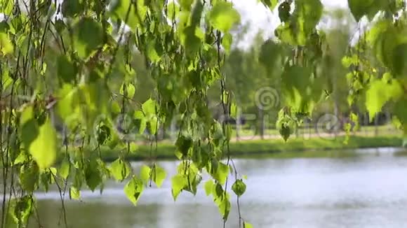 桦树河湖泊自然背景林视频的预览图