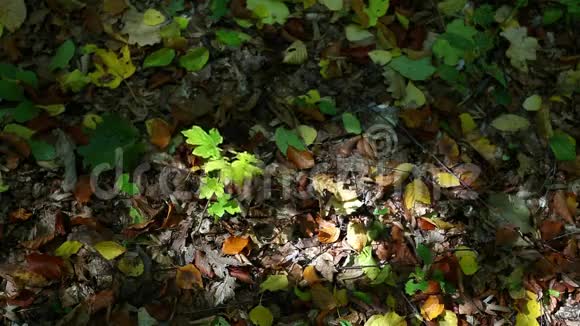 森林里的小树有五颜六色的叶子视频的预览图