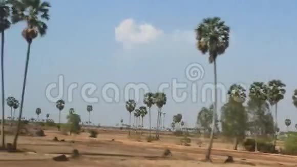 柬埔寨有棕榈树的乡村景象视频的预览图