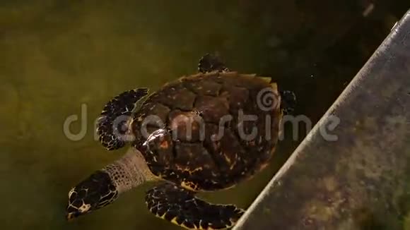 大海龟在斯里兰卡的一个海龟孵化场的游泳池里游泳视频的预览图