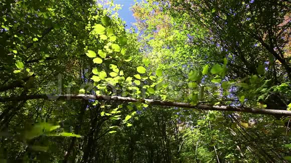 带着五颜六色的叶子在森林里移动的树枝视频的预览图