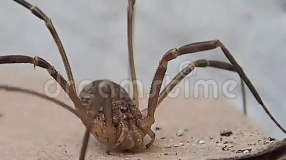 长腿蛛形纲动物的腿视频的预览图