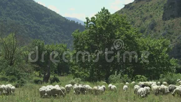 山地牧场的羊和一些树视频的预览图