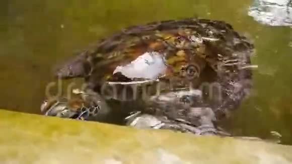 大海龟在斯里兰卡的一个海龟孵化场的游泳池里游泳视频的预览图