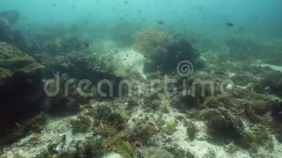 珊瑚礁的水下世界海洋中的热带鱼视频的预览图