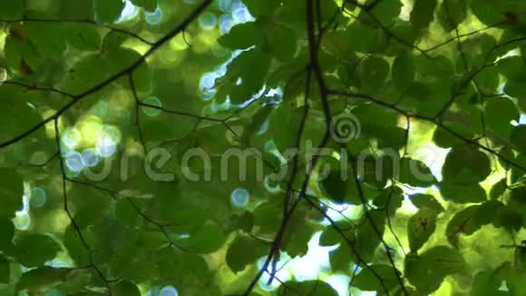 森林树和绿叶在阳光下发光老式镜头视频视频的预览图