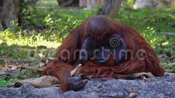 婆罗洲猩猩猴pongopygmaeus视频的预览图