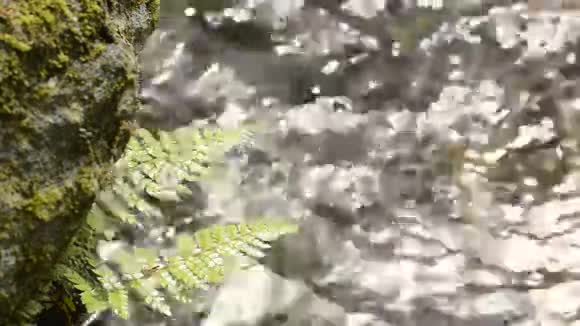 绿色的蕨叶视频的预览图