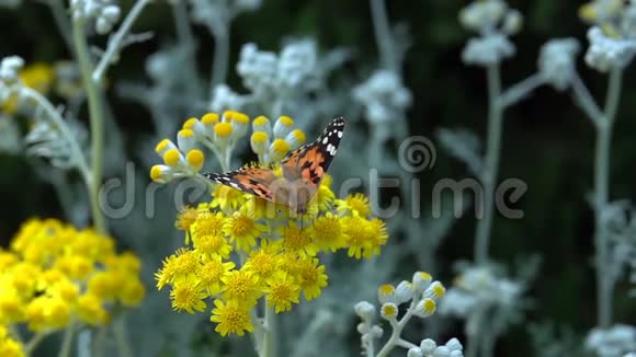 大自然的黄花中的蝴蝶名叫瓦妮莎卡迪视频的预览图