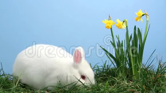 白兔用黄色水仙花在草地上嗅嗅视频的预览图