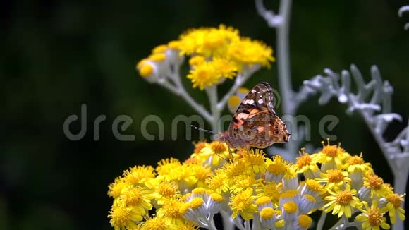 大自然的黄花中的蝴蝶名叫瓦妮莎卡迪视频的预览图