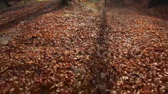 在山林深处拍摄的秋景视频的预览图