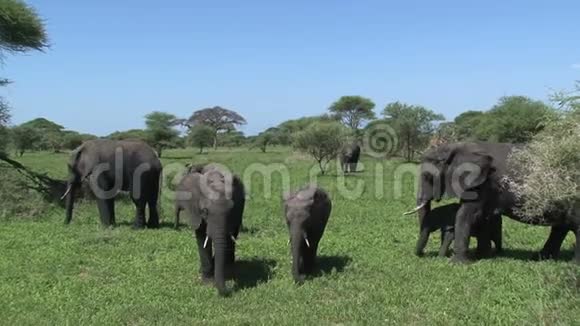 非洲象犊与牛群一起放牧视频的预览图