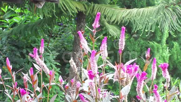 菊科植物花园中的红粉红花或鸡冠花视频的预览图