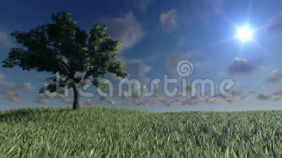 绿色草地上的孤树和时间流逝的云股票镜头视频的预览图