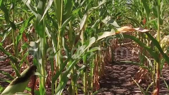 玉米地玉米农场稳定性绿草农业美国自然美国慢动作视频玉米农场视频的预览图
