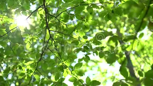 森林树和绿叶在阳光下发光老式镜头视频视频的预览图