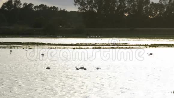在自然保护区的日落时分池塘或沼泽中的鸟类火烈鸟和涉水者视频的预览图
