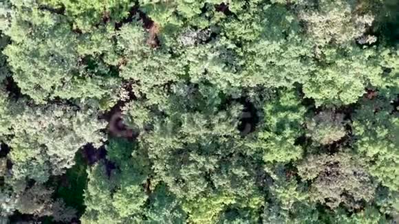 在乡村风景中飞越美丽的绿色森林的鸟瞰图视频的预览图