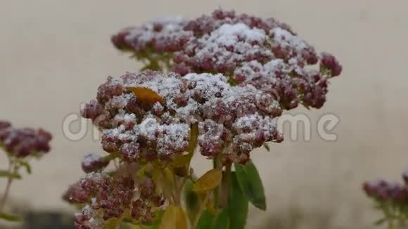 冻红花自然初雪视频的预览图