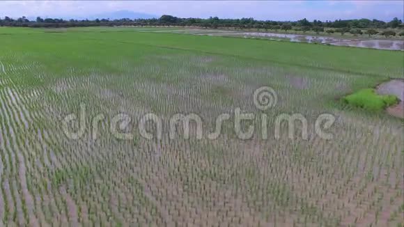 泰国天然稻田鸟瞰图视频的预览图