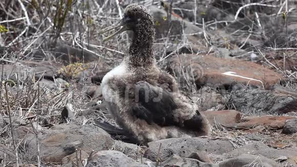 加拉帕戈斯群岛的一只野生信天翁鸡视频的预览图