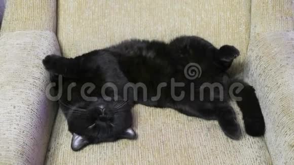 英国黑猫在沙发上摆腿视频的预览图