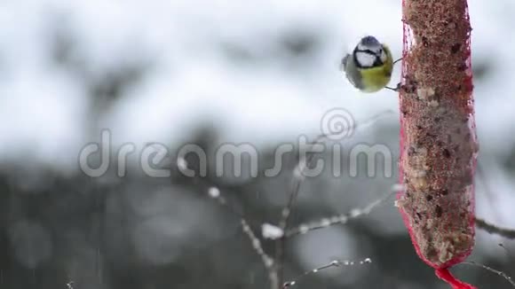 小蓝雀在冬天的喂食处视频的预览图