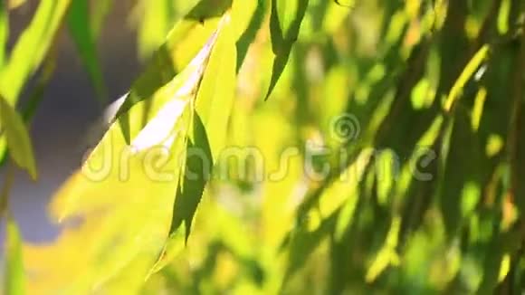 一株柳枝青翠灯火通明的秋日视频的预览图