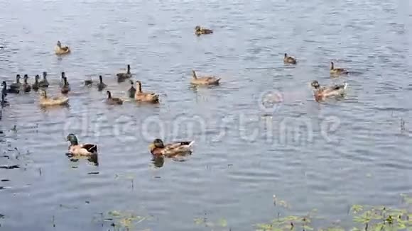 鸭子和小鸭子在池塘里游泳视频的预览图
