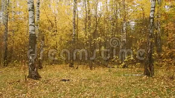 秋天的树叶落在桦树林里视频的预览图