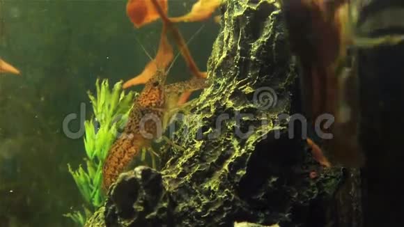 绿色水厂上的小龙虾视频的预览图