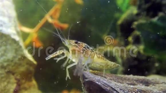 绿色水厂上的小龙虾视频的预览图