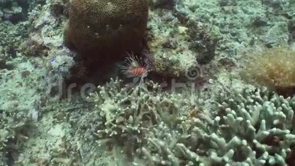珊瑚礁和热带鱼狮子鱼菲律宾视频的预览图