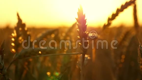日落特写时田野里的小麦金穗视频的预览图