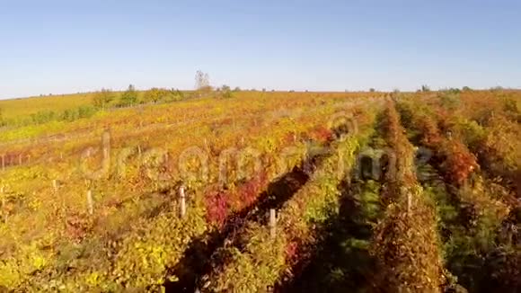 秋天的美丽葡萄园景观鸟瞰视频的预览图