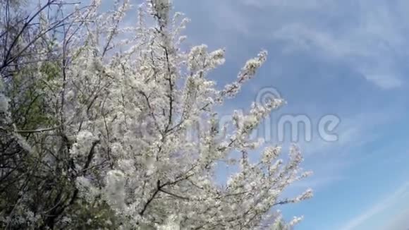 在蓝天背景的阳光下绽放樱桃视频的预览图