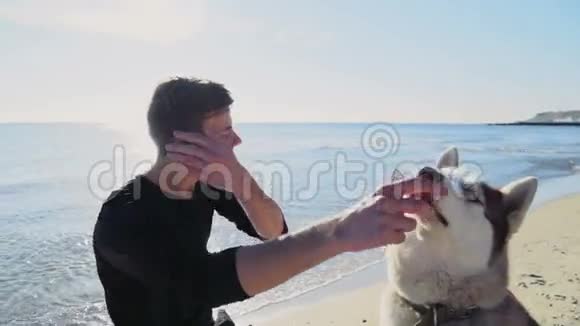 年轻的男性和两只哈士奇狗坐在沙滩上慢动作视频的预览图