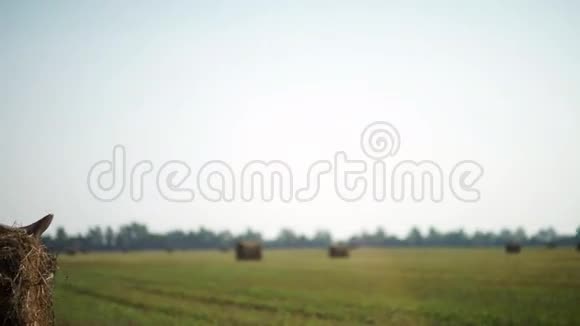 农村的女孩漂亮女孩坐在干草堆上视频的预览图
