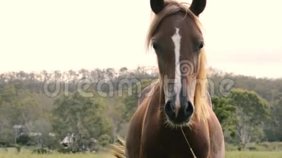 单马放牧视频的预览图