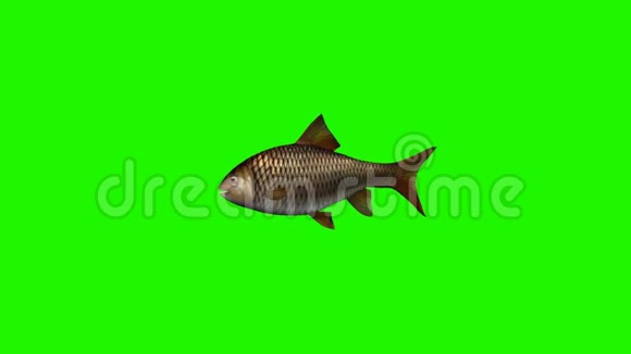 鱼游得闲3种不同的看法绿色屏幕视频的预览图