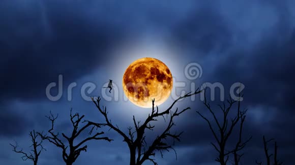 一个年轻女巫在橙色月亮的背景下用扫帚飞的剪影万圣节在老树上视频的预览图