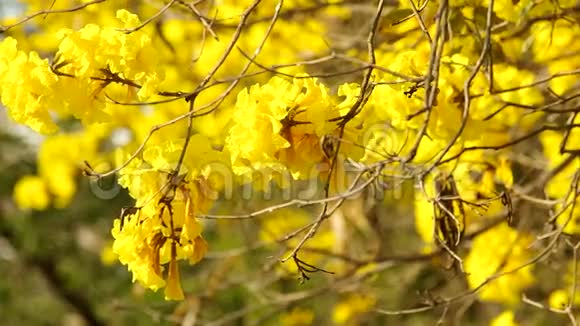 金色的树花在摇动视频的预览图