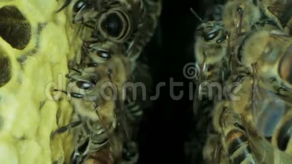蜂房里忙碌的蜜蜂用开放和密封的细胞来获取甜蜜的蜂蜜视频的预览图