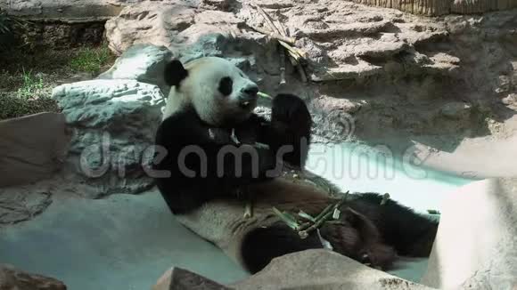 动物园里吃竹子的大熊猫紫癜视频的预览图