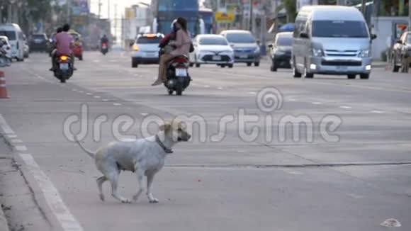 流浪狗与过路汽车和摩托车一起在路上亚洲泰国慢动作视频的预览图